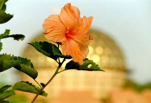av hibiscus
