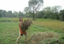 Работа волонтером на фермах Ауровиля