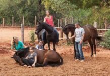 Ауровильская школа естественной верховой езды