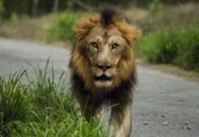 Основы безопасности в Ауровиле